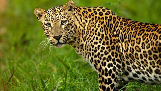 Leopard_1698239651622_1731738043462